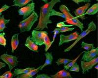 NYSCF scientists make strides in creation of clinical-grade bone