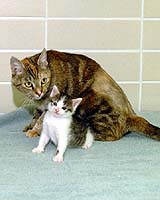 Pet Tracks - America's First Quick, Reliable, Inexpensive Pet Recovery Service