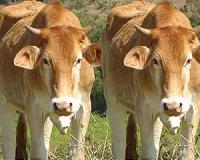 Australia's richest woman ups bid for cattle empire