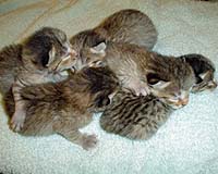 In Breakthrough, Cloned Wildcats Prove Ability To Reproduce