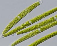 Ancient alga left the water ready to survive on land