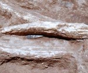 No Evidence Found Of Catastrophic Impact In Pleistocene