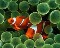 Nemo's epic journey to find a new home