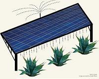 Research Underway For Companion Plants To PV
