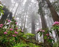 Scientists examine impact of high-severity fires on conifer forests