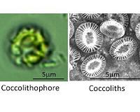 Potential of disk-shaped small structures, coccoliths
