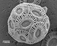 Study reveals profound patterns in globally important algae