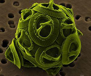 CO2 makes life difficult for algae