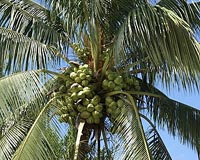 India seeks brains to crack coconut conundrum