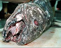 Scientists Excited By Indonesian-Caught Coelacanth
