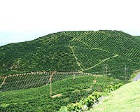 Ethical coffee helps save Peruvian rainforest