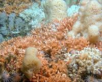 Scientists go high-tech to study fragile cold-water reefs