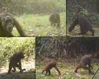 Newly discovered orangutan species is most endangered great ape