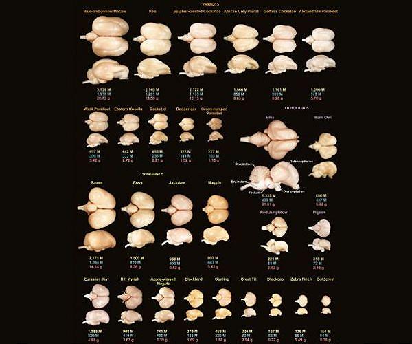 Empty headed? Largest study of its kind proves bird brain is a misnomer