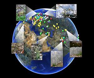 Hidden genome unveils how plants adapt to global environments