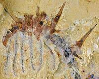 Spiky monsters: New species of 'super-armored' worm discovered
