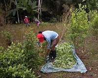 Black leaders who urged farmers to dump coca on run from Colombia gangs