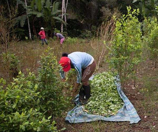 Colombian coca growers release 180 soldiers