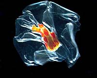 Extreme Life, Marine Style, Highlights 2006 Ocean Census