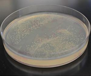UCLA engineers develop new metabolic pathway to more efficiently convert sugars into biofuels