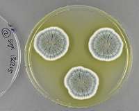 Fungi have enormous potential for new antibiotics