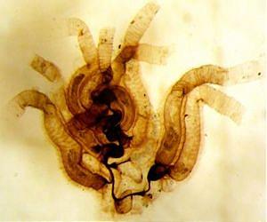 Ancient, bottom-dwelling critter proves: Newer isn't always better