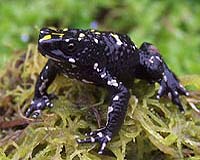 Colombian Frog Believed Extinct Found Alive