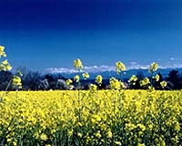 Africa Starts To Gear Up For Biofuels