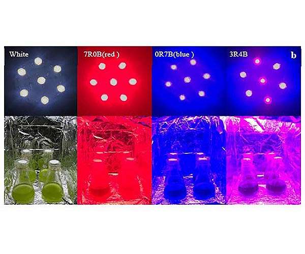 Shining, colored LED lighting on microalgae for next-generation biofuel