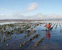 Oyster farming has a limited impact on vulnerable shorebirds