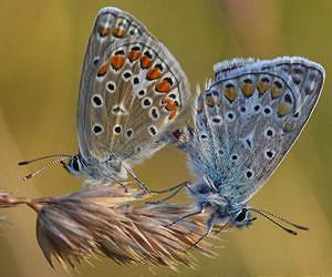 Populations of grassland butterflies decline almost 50 percent over two decades