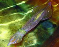 Squid enrich their DNA 'blueprint' through prolific RNA editing
