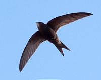 Wing shape helps swifts glide through storms, study suggests