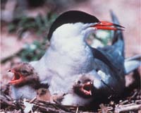 Test For Dioxin Sensitivity In Wildlife Could Result From New Study
