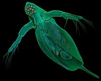 How 'super organisms' evolve in response to toxic environments