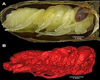 New technology helps paleontologists see Ice-Age bee in intricate detail
