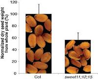 Food-delivery process inside seeds revealed