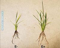Probiotics - for plants