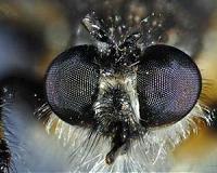 Bird, reptile tears similar to human tears, study says