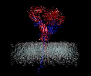 Computer Simulations Yield Clues to How Cells Interact With Surroundings