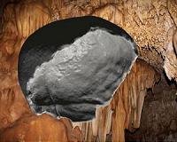 Fossil skull connects continents