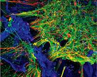 Scientists grow functioning human neural networks in 3D from stem cells