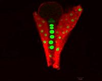 Plants evolve ways to control embryo growth