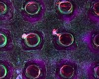 Scientists use light to create new tissue shapes