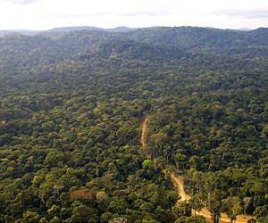 Myanmar's forests at risk