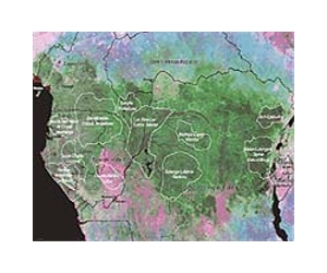 Working wood locally in Congo basin poses challenge