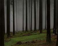 Largest carbon dioxide sink in renewable forests