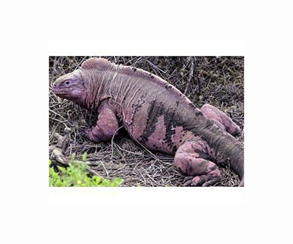 Experts estimate endangered Galapagos pink iguana population at 211