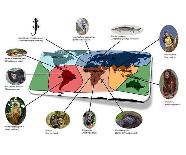 Loss of threatened vertebrates may lead to drop in functional diversity