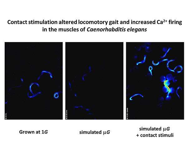 Microgravity worms help solve astronauts' muscle troubles